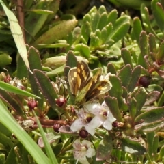 Ocybadistes walkeri (Green Grass-dart) at Aranda, ACT - 8 Feb 2021 by KMcCue