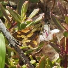 Ocybadistes walkeri at Aranda, ACT - 8 Feb 2021