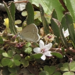 Zizina otis (Common Grass-Blue) at Aranda, ACT - 8 Feb 2021 by KMcCue