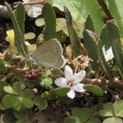 Zizina otis (Common Grass-Blue) at Aranda, ACT - 8 Feb 2021 by KMcCue