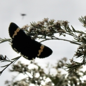 Eutrichopidia latinus at Aranda, ACT - 8 Feb 2021