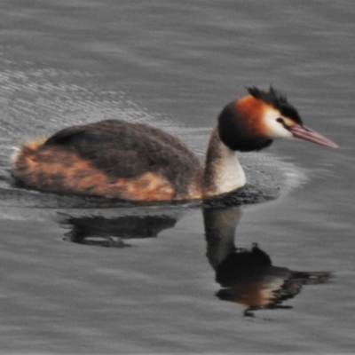 Podiceps cristatus (Great Crested Grebe) at Paddys River, ACT - 9 Feb 2021 by JohnBundock