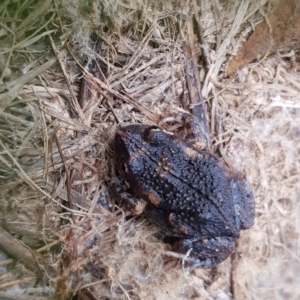 Uperoleia laevigata at Majura, ACT - suppressed