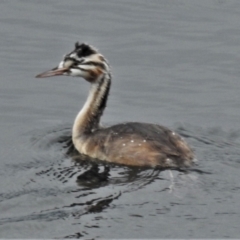 Podiceps cristatus (Great Crested Grebe) at Cotter River, ACT - 9 Feb 2021 by JohnBundock