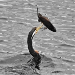 Anhinga novaehollandiae (Australasian Darter) at Paddys River, ACT - 9 Feb 2021 by JohnBundock