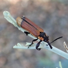 Rhinotia haemoptera (Lycid-mimic belid weevil, Slender Red Weevil) at Aranda Bushland - 30 Jan 2021 by CathB
