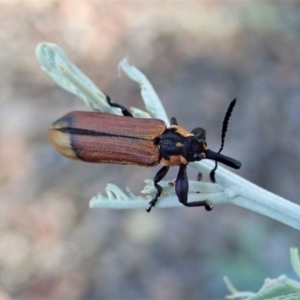 Rhinotia haemoptera at Holt, ACT - 30 Jan 2021