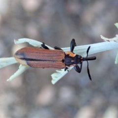 Rhinotia haemoptera at Holt, ACT - 30 Jan 2021 06:04 PM