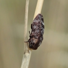 Diphucrania sp. (genus) (Jewel Beetle) at Cook, ACT - 30 Jan 2021 by CathB