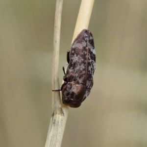 Diphucrania sp. (genus) at Cook, ACT - 31 Jan 2021 09:08 AM