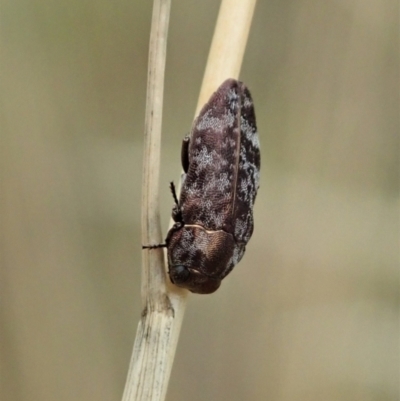 Diphucrania sp. (genus) (Jewel Beetle) at Cook, ACT - 31 Jan 2021 by CathB