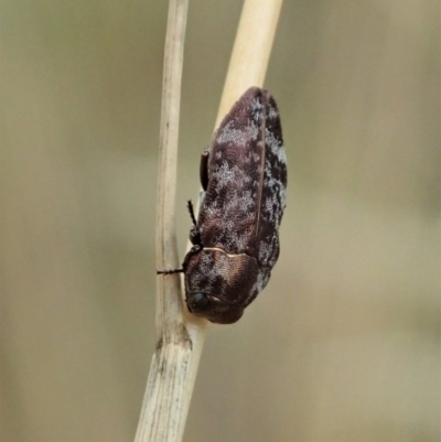 Diphucrania sp. (genus) (Jewel Beetle) at Mount Painter - 30 Jan 2021 by CathB