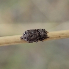 Simaetha sp. (genus) (Unidentified Brown jumper) at Cook, ACT - 31 Jan 2021 by CathB