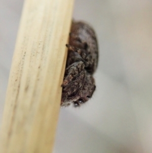 Simaetha sp. (genus) at Cook, ACT - 31 Jan 2021
