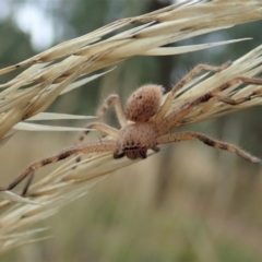 Neosparassus calligaster (Beautiful Badge Huntsman) at Cook, ACT - 31 Jan 2021 by CathB