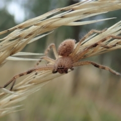 Neosparassus calligaster (Beautiful Badge Huntsman) at Cook, ACT - 30 Jan 2021 by CathB