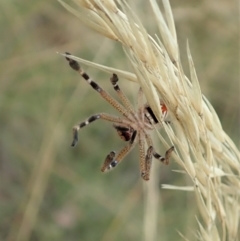 Neosparassus calligaster at Cook, ACT - 31 Jan 2021