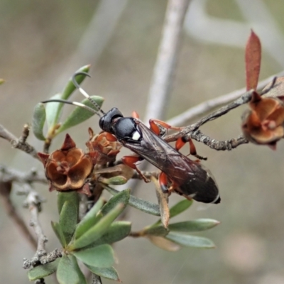 Ichneumon promissorius (Banded caterpillar parasite wasp) at Holt, ACT - 30 Jan 2021 by CathB