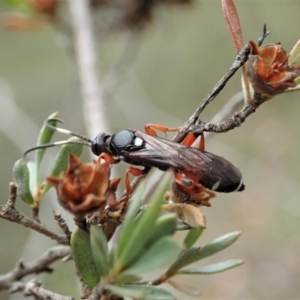 Ichneumon promissorius at Holt, ACT - 31 Jan 2021