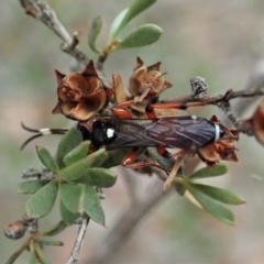 Ichneumon promissorius at Holt, ACT - 31 Jan 2021