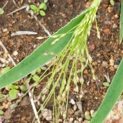Panicum effusum (Hairy Panic Grass) at Holt, ACT - 9 Feb 2021 by tpreston