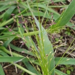 Panicum effusum at Holt, ACT - 9 Feb 2021 04:17 PM