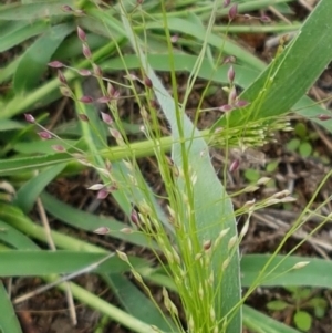 Panicum effusum at Holt, ACT - 9 Feb 2021 04:17 PM