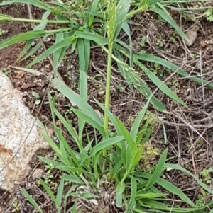 Panicum effusum at Holt, ACT - 9 Feb 2021 04:17 PM