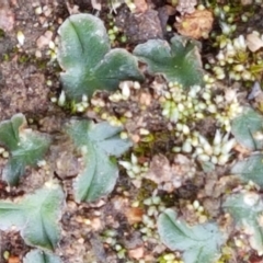 Riccia cartilaginosa (Liverwort) at Holt, ACT - 9 Feb 2021 by tpreston