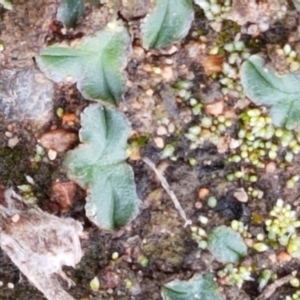 Riccia cartilaginosa at Holt, ACT - 9 Feb 2021