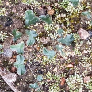 Riccia cartilaginosa at Holt, ACT - 9 Feb 2021