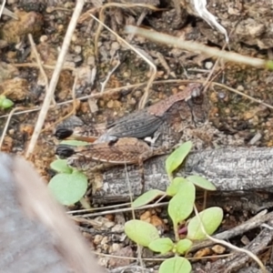 Phaulacridium vittatum at Holt, ACT - 9 Feb 2021