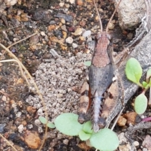 Phaulacridium vittatum at Holt, ACT - 9 Feb 2021