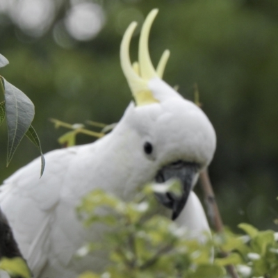 Cacatua galerita (Sulphur-crested Cockatoo) at Aranda, ACT - 9 Feb 2021 by KMcCue