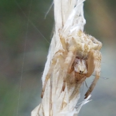 Araneinae (subfamily) (Orb weaver) at Ginninderry Conservation Corridor - 9 Feb 2021 by trevorpreston