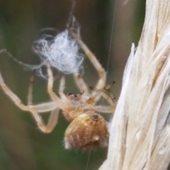 Araneinae (subfamily) at Holt, ACT - 9 Feb 2021 04:25 PM