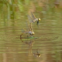 Anax papuensis (Australian Emperor) at Majura, ACT - 8 Feb 2021 by trevsci