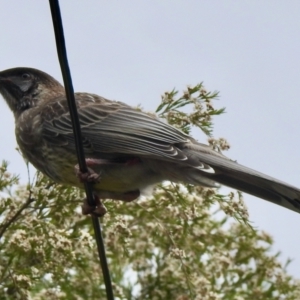 Anthochaera carunculata at Aranda, ACT - 9 Feb 2021