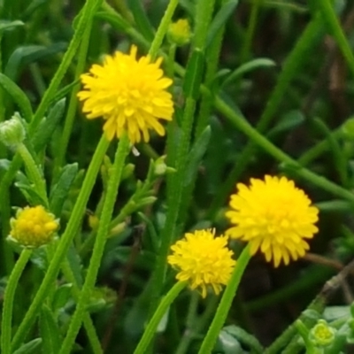 Calotis lappulacea (Yellow Burr Daisy) at Holt, ACT - 9 Feb 2021 by tpreston