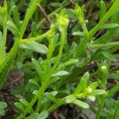 Calotis lappulacea at Holt, ACT - 9 Feb 2021