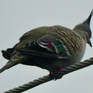 Ocyphaps lophotes at Aranda, ACT - 9 Feb 2021