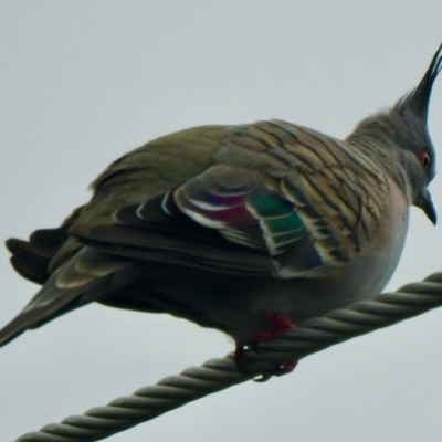 Ocyphaps lophotes (Crested Pigeon) at Aranda, ACT - 9 Feb 2021 by KMcCue