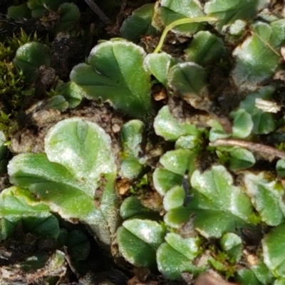 Riccia cartilaginosa (Liverwort) at Holt, ACT - 9 Feb 2021 by trevorpreston