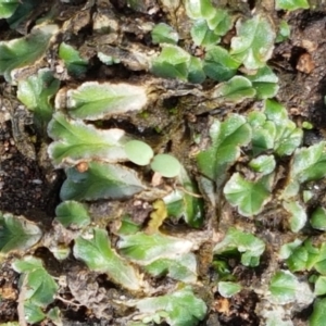 Riccia cartilaginosa at Holt, ACT - 9 Feb 2021