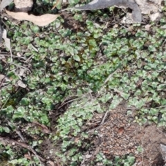 Riccia cartilaginosa at Holt, ACT - 9 Feb 2021 04:27 PM