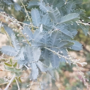 Acacia baileyana at Holt, ACT - 9 Feb 2021