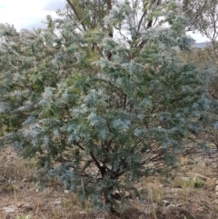 Acacia baileyana at Holt, ACT - 9 Feb 2021