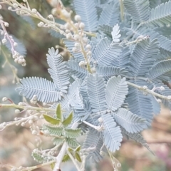 Acacia baileyana at Holt, ACT - 9 Feb 2021 04:31 PM