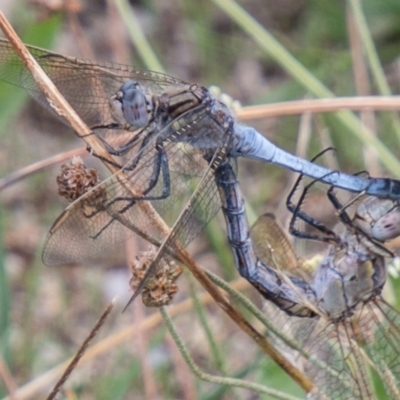 Orthetrum caledonicum (Blue Skimmer) at Cooleman Ridge - 9 Feb 2021 by SWishart