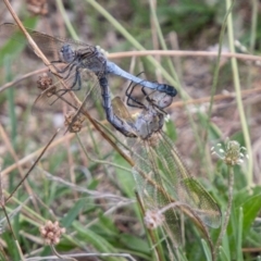 Orthetrum caledonicum at Stromlo, ACT - 9 Feb 2021 01:34 PM